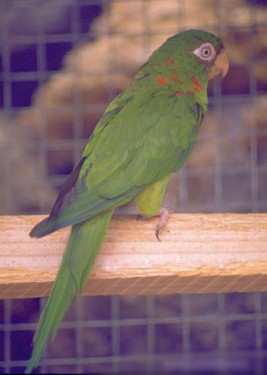 Aratinga euops